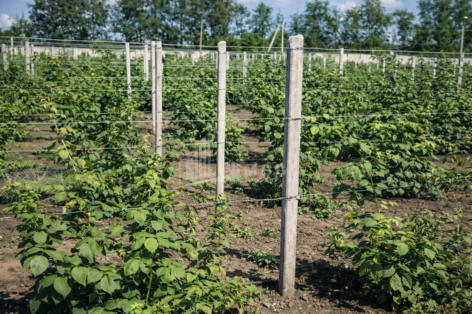 For Sale Land Kumisi Gardabani Kvemo Kartli