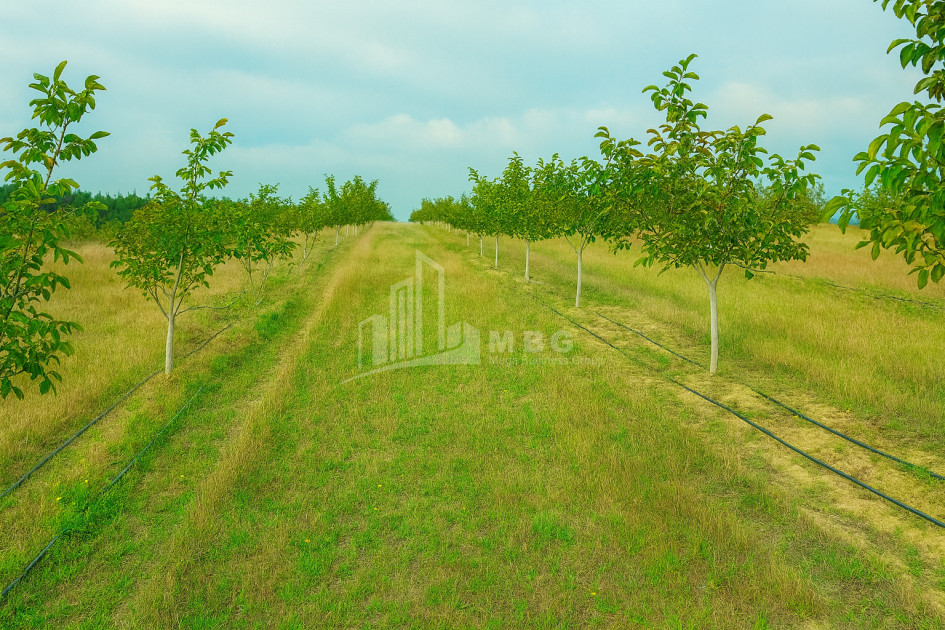 იყიდება მიწის ნაკვეთი ხაშური შიდა ქართლი