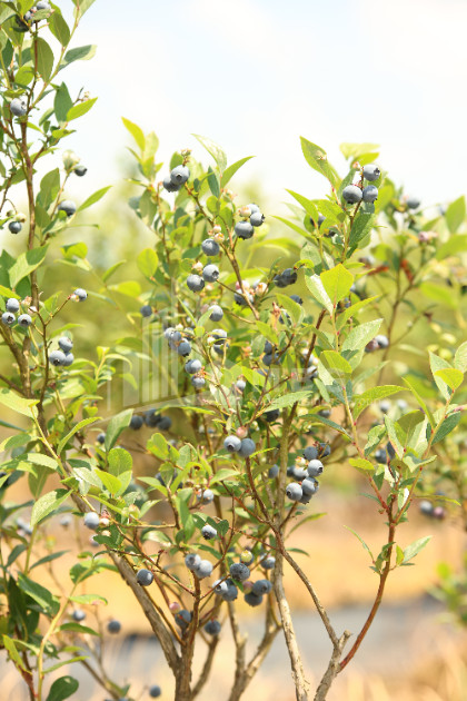 For Sale Orchards Land In Senaki