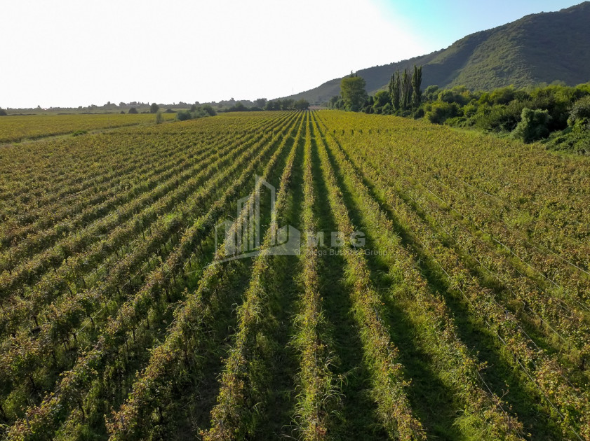 იყიდება მიწის ნაკვეთი ყვარელი კახეთი