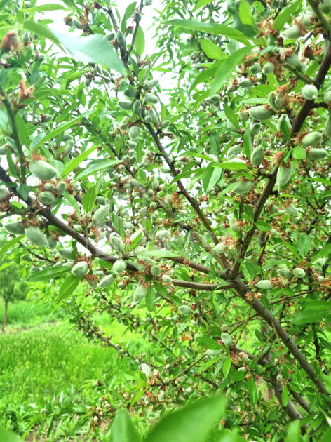 For Sale Land Bolnisi Kvemo Kartli