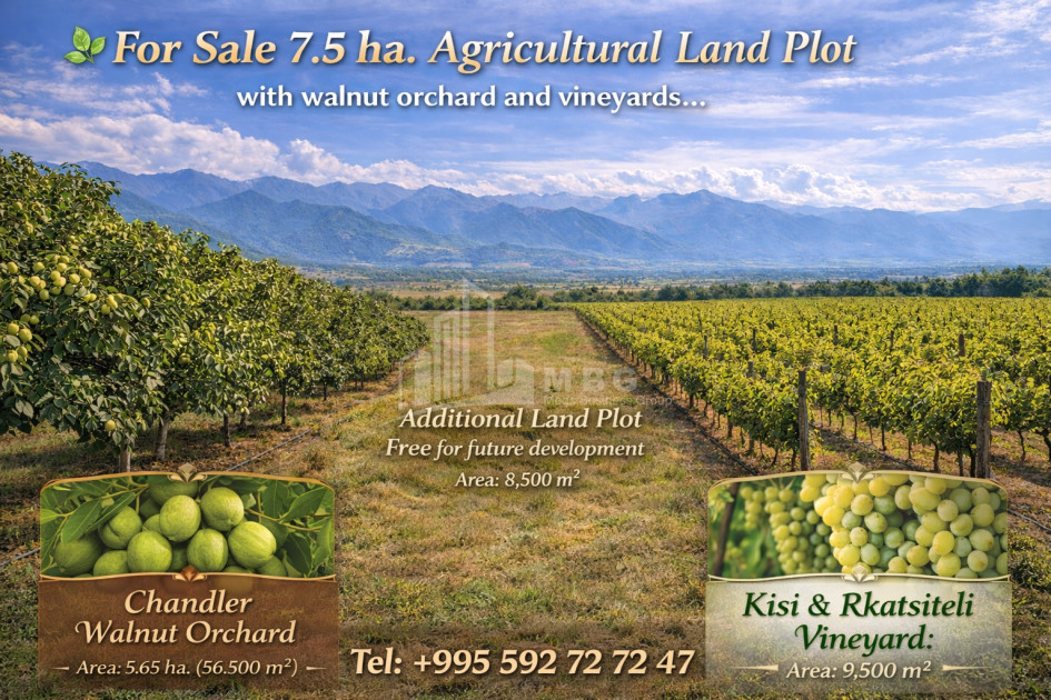 Продается Фруктовые сад Земля В Цинандали, Телави