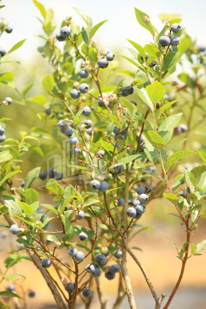 For Sale Orchards Land In Senaki