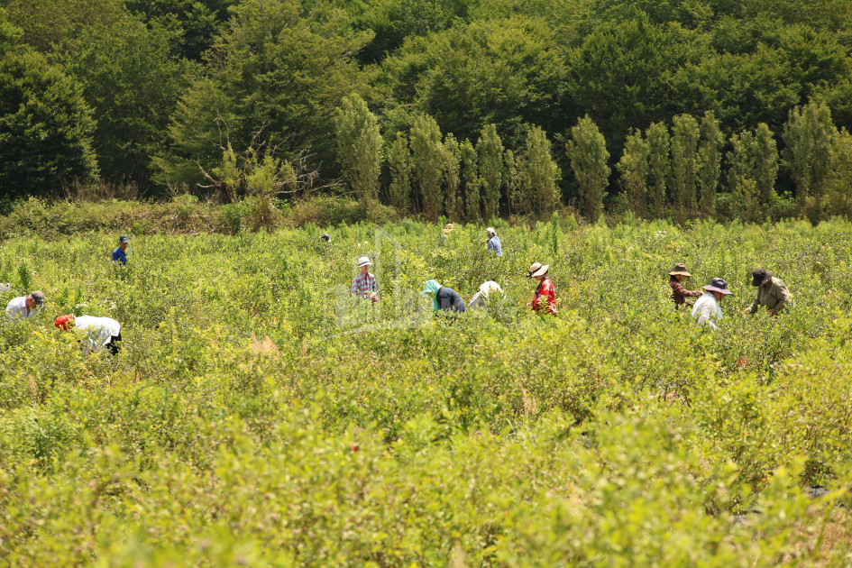 For Sale Orchards Land In Senaki