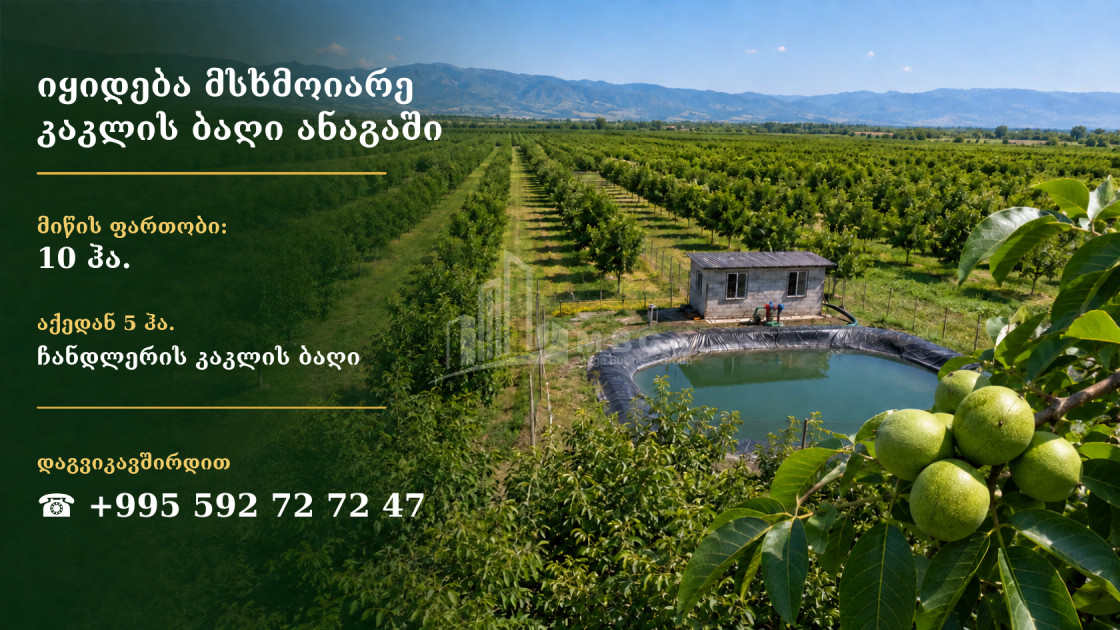 For Sale Walnut orchard Land In Anaga, Signagi