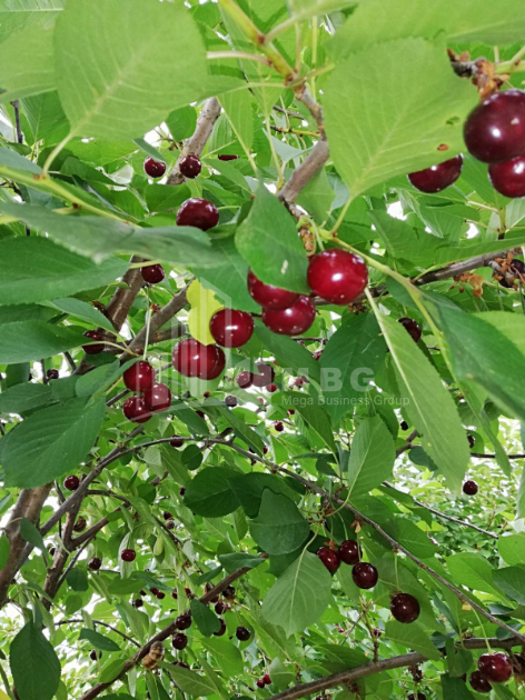 For Sale House - Villa, in Bulachauri