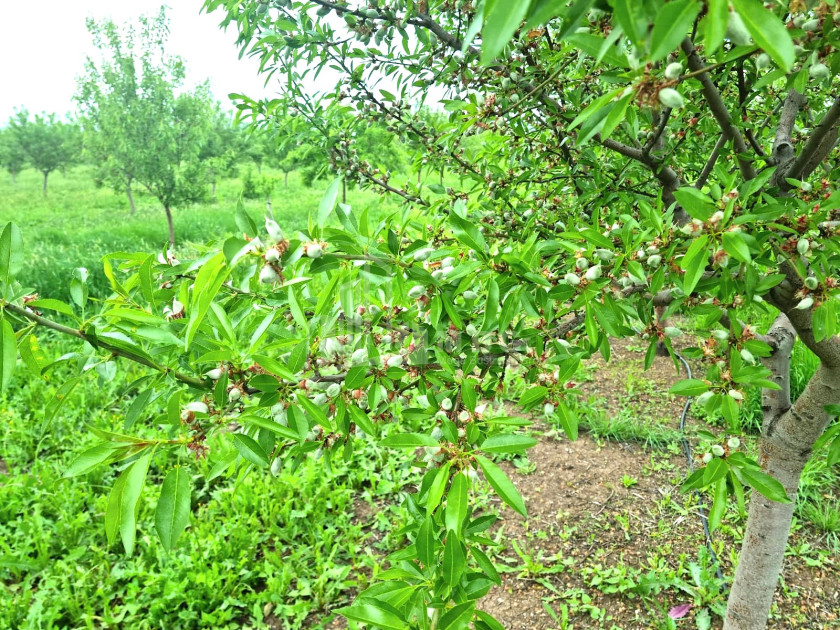 For Sale Land Bolnisi Kvemo Kartli