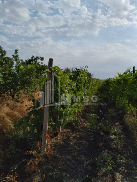 For Sale Land, Old Anaga, Signagi Municipality, Municipalities of Kakheti