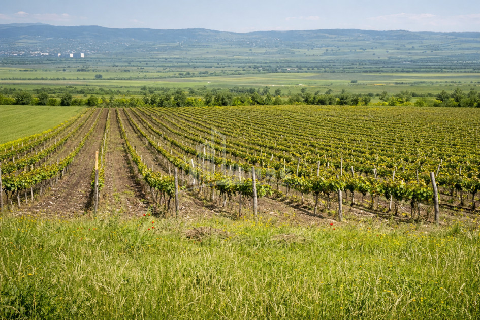 For Sale Vineyard - Chateau Land In Melani, Gurjaani