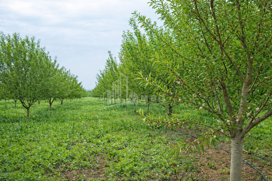 For Sale Land Bolnisi Kvemo Kartli