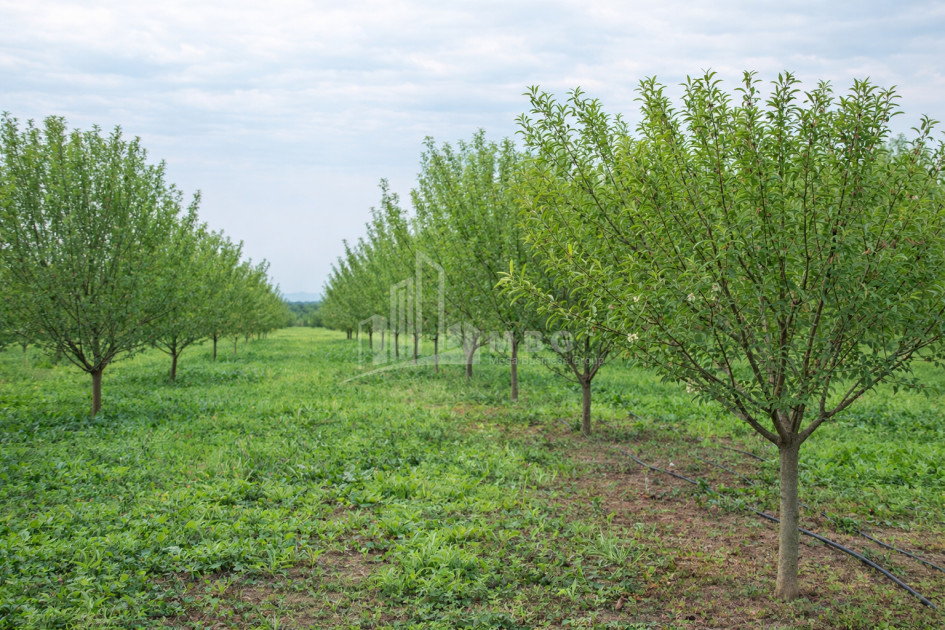 For Sale Land Bolnisi Kvemo Kartli
