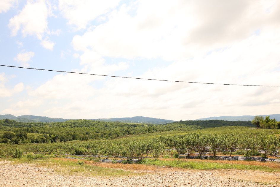 For Sale Orchards Land In Senaki