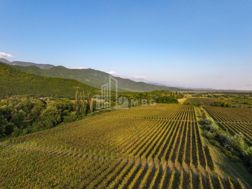 იყიდება მიწის ნაკვეთი ყვარელი კახეთი