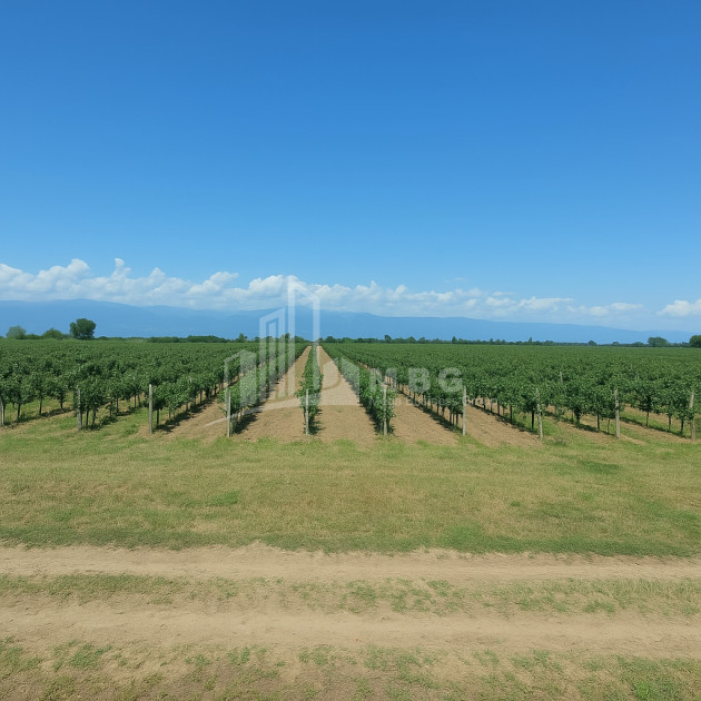 იყიდება ხეხილის ბაღი მიწის ნაკვეთი, ბაკურციხე