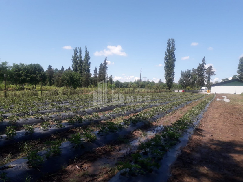 Продается Земля Носири Сенакски Самегрело   Верхняя Сванетия