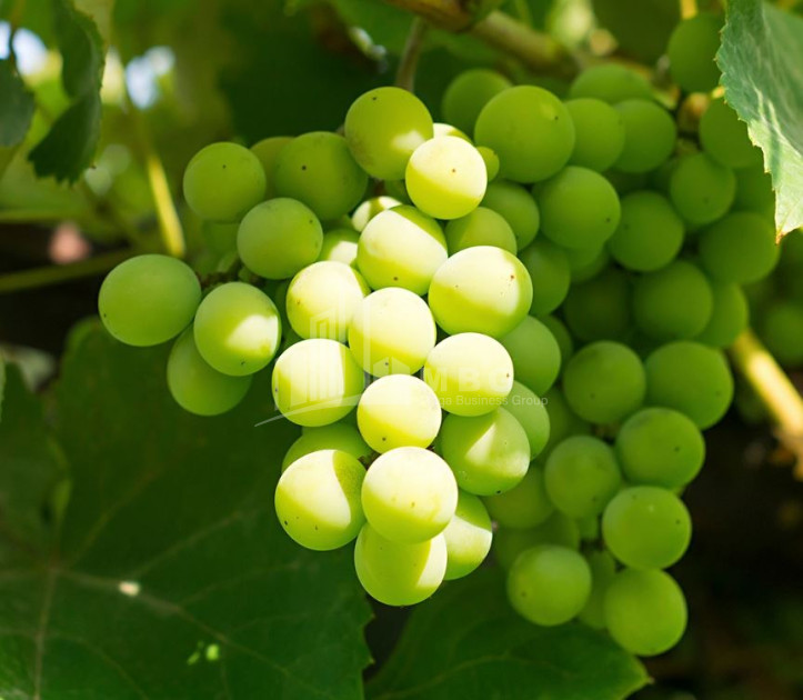 For Sale Vineyard - Chateau Land In Gori