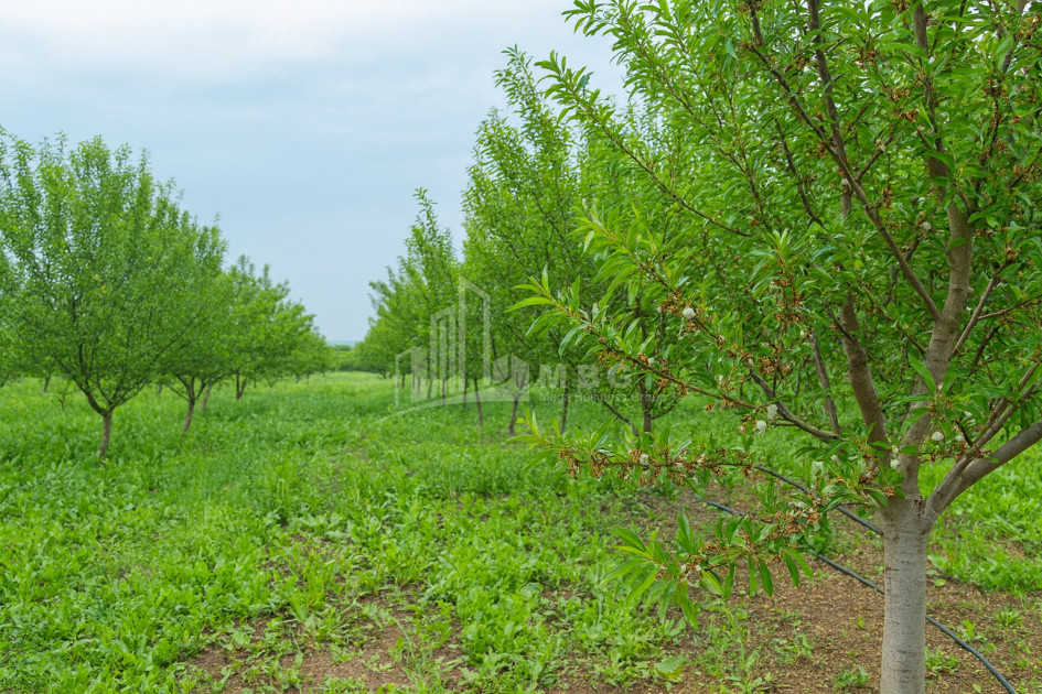 For Sale Land Bolnisi Kvemo Kartli