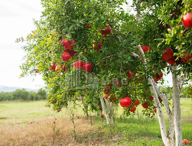 For Sale Land Village Shaumiani Marneuli Kvemo Kartli