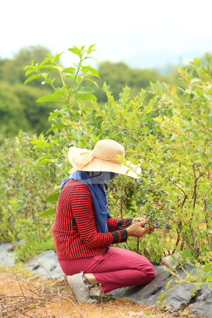 For Sale Orchards Land In Senaki