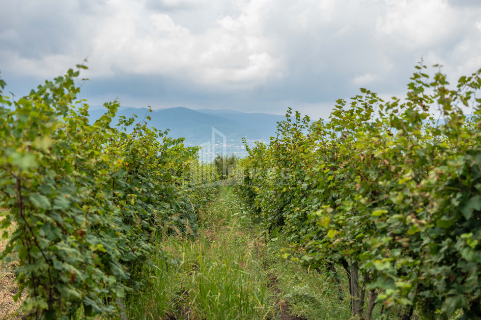 For Sale Land Kakheti