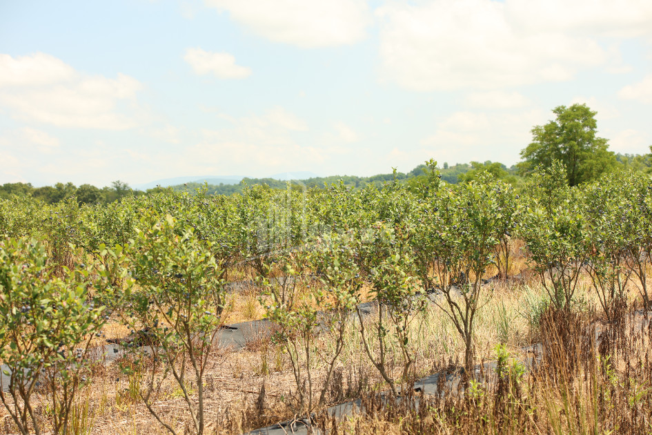 For Sale Orchards Land In Senaki