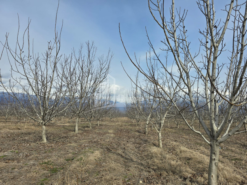 For Sale Orchards Land In Tsinandali, Telavi