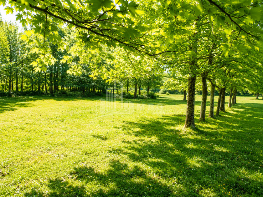For Sale Orchards Land In Abasha