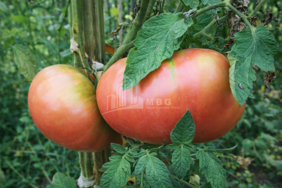 For Sale Land Kumisi Gardabani Kvemo Kartli