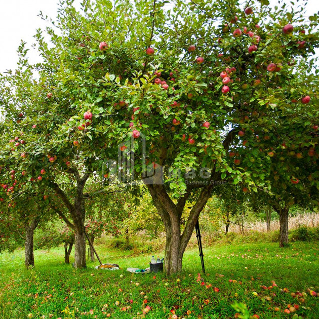 Продается Фруктовые сад Земля, в Квархети