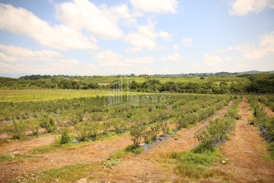 For Sale Orchards Land In Senaki