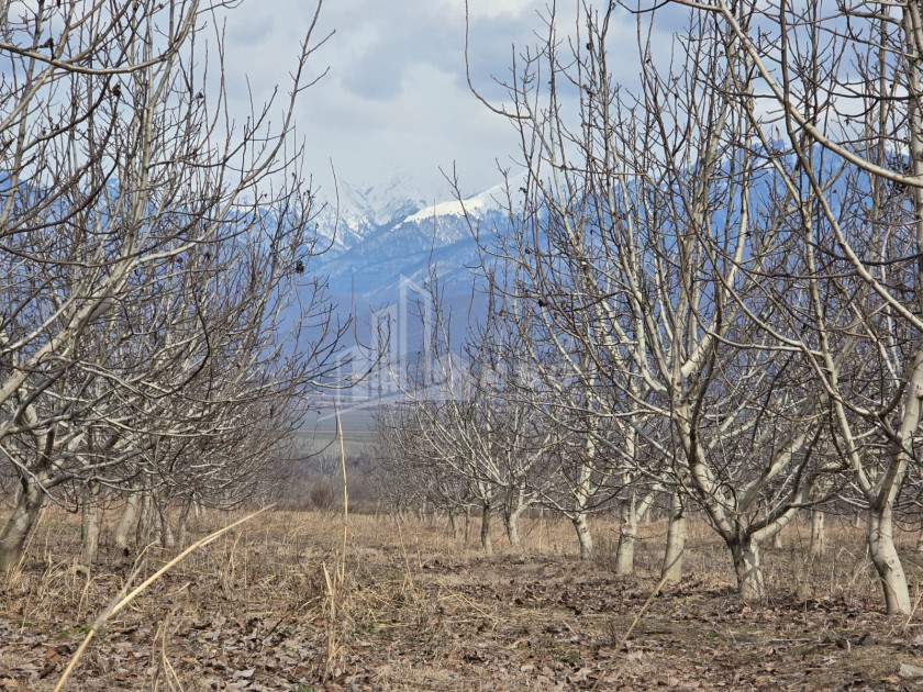 For Sale Orchards Land In Tsinandali, Telavi
