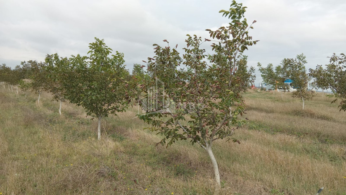 იყიდება მიწის ნაკვეთი ხაშური შიდა ქართლი