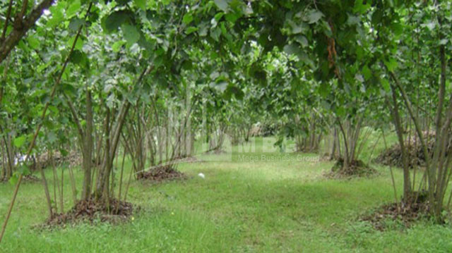 Продается Фруктовые сад Земля, в Сенакски
