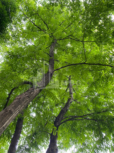 იყიდება ბიზნესი კომერციული ფართი თელავი კახეთი