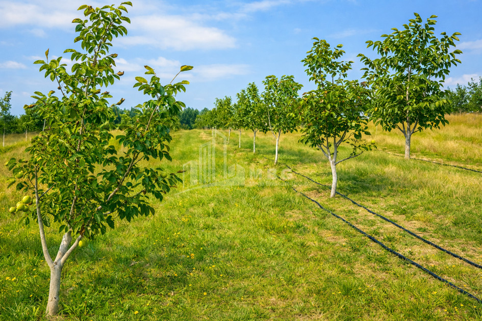 Продается Фруктовые сад Земля В Хашури
