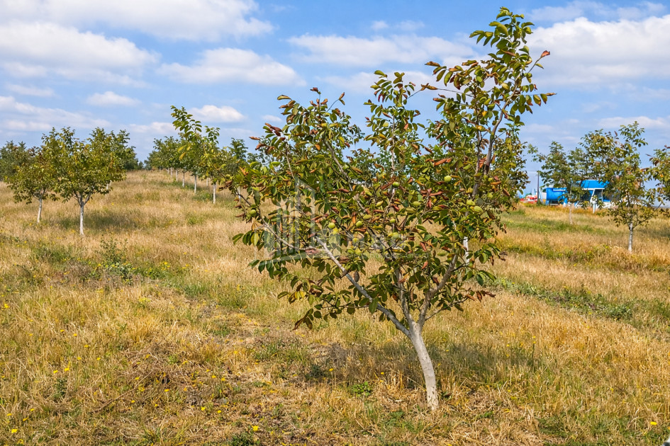 Продается Фруктовые сад Земля В Хашури