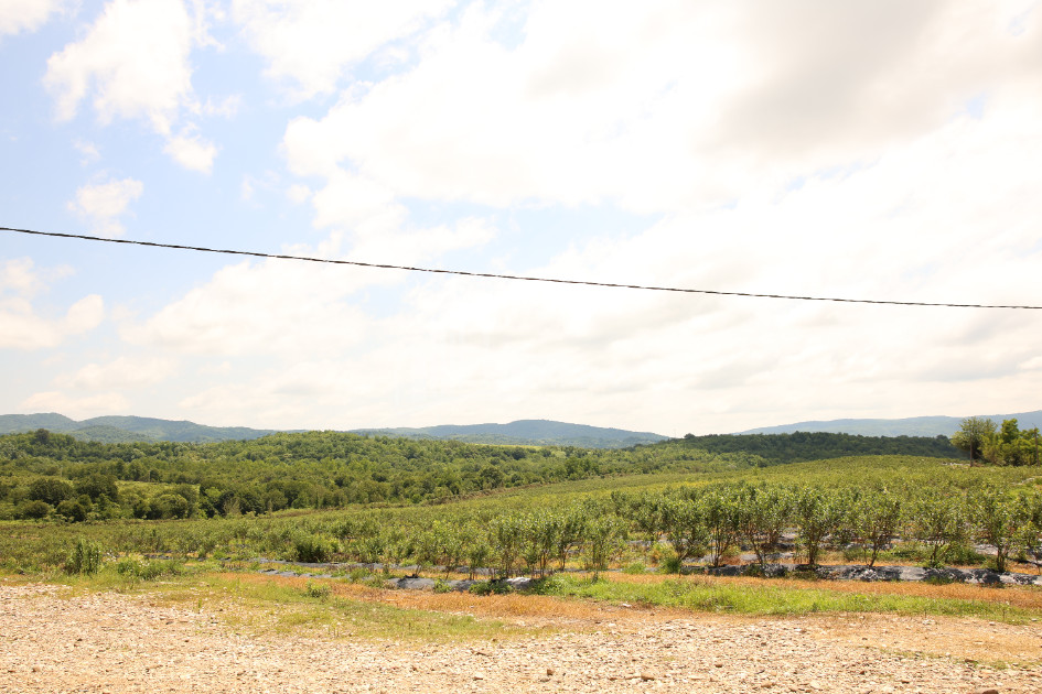For Sale Orchards Land In Senaki