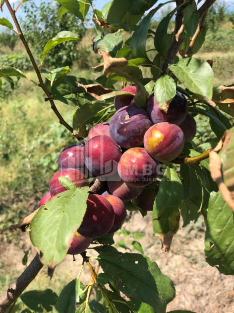 For Sale Orchards Land, in Signagi