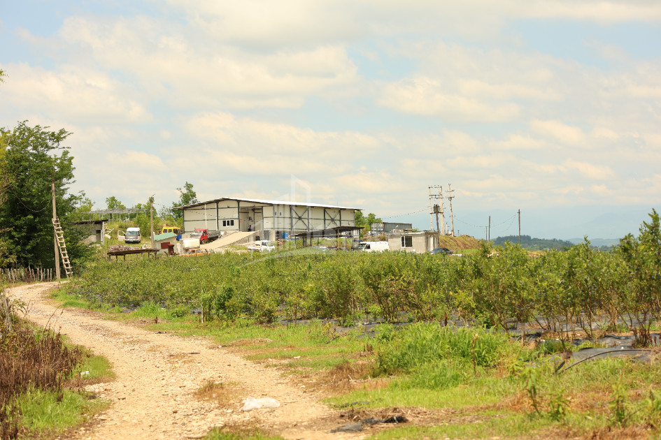 For Sale Orchards Land In Senaki