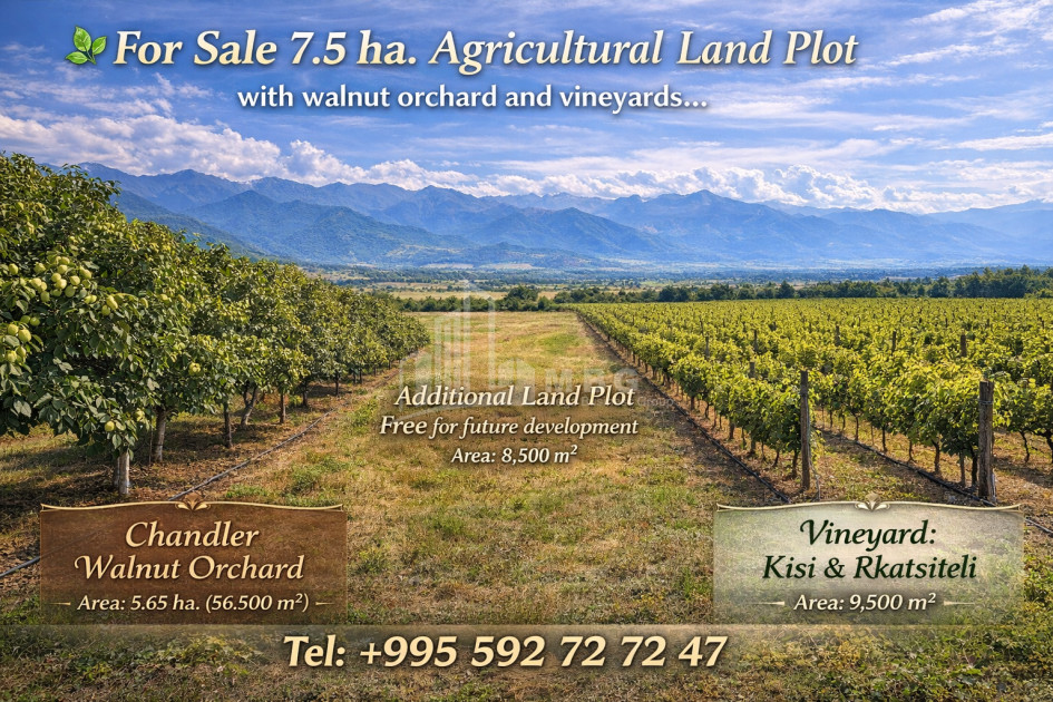 Продается Фруктовые сад Земля В Цинандали, Телави