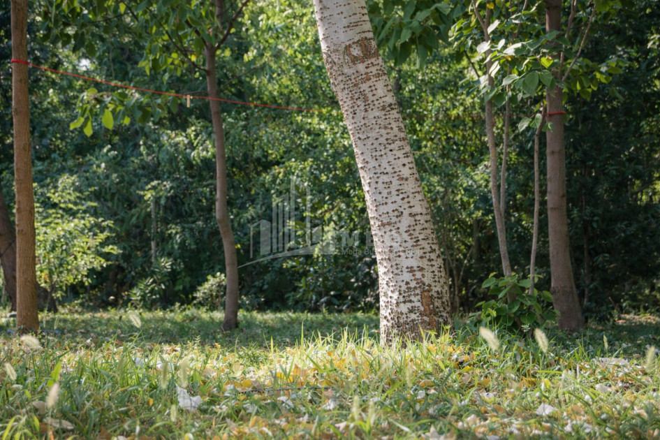 Business for sale Commercial Telavi Kakheti