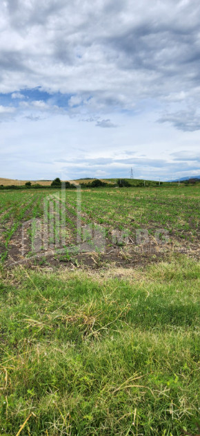 For Sale Land Badiauri Sagarejo Kakheti