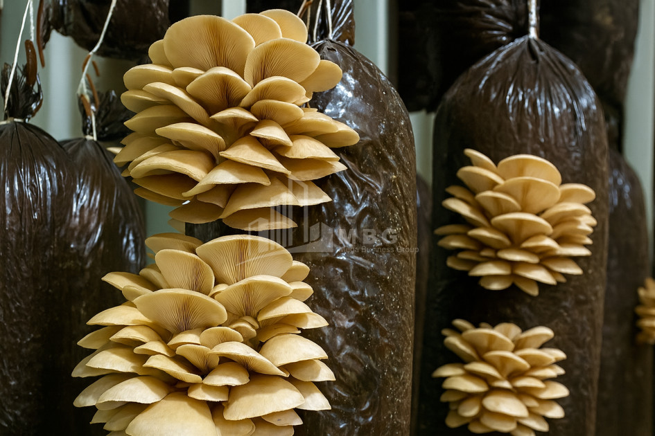 For Sale Commercial Okami Kaspi Shida Kartli