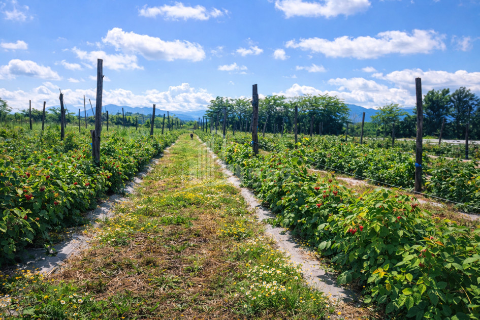 Продается Земля Имерети