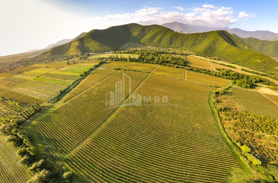 იყიდება მიწის ნაკვეთი ყვარელი კახეთი