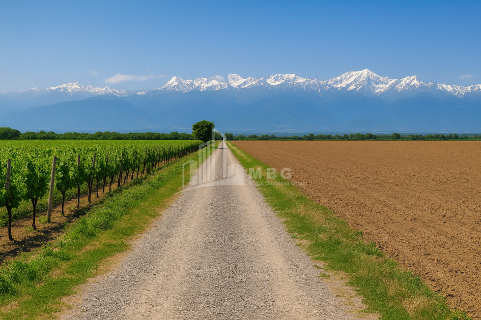 For Sale Land Eniseli Kvareli Kakheti
