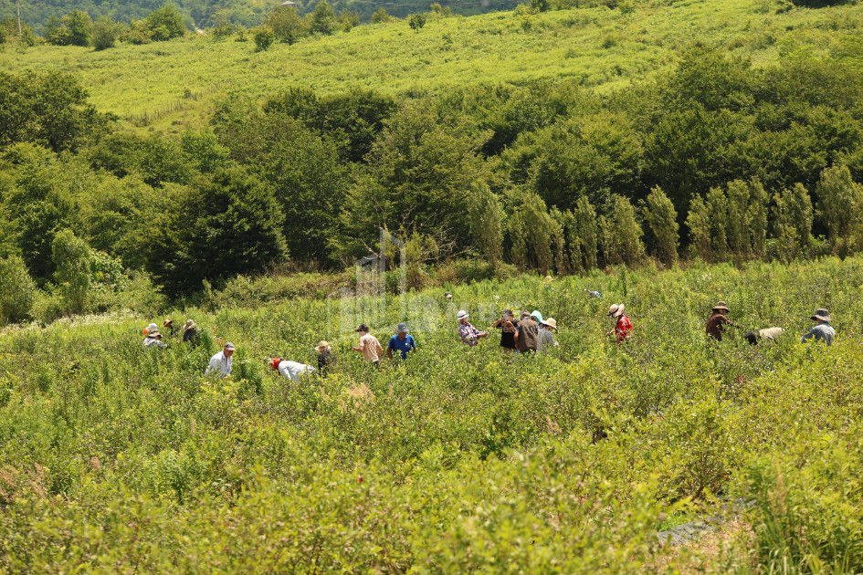 For Sale Orchards Land In Senaki