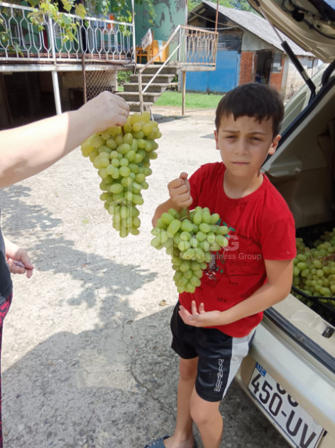 For Sale Land, Nosiri, Senaki, Samegrelo