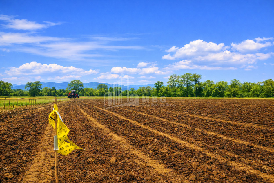 იყიდება სავენახე - საშატოე მიწის ნაკვეთი თელავში