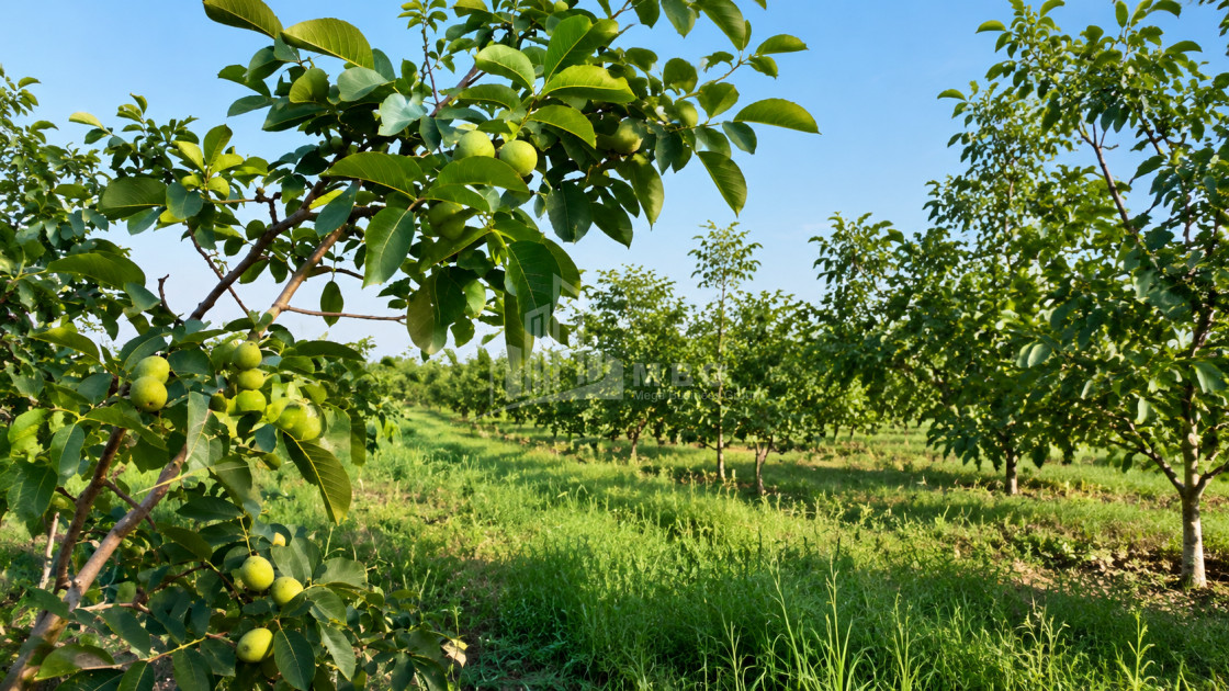For Sale Walnut orchard Land In Anaga, Signagi